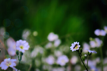 Fototapeta premium Small white wildflower cerastium arvense blooming in green spring meadow with soft bokeh background