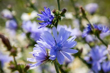 Blooming chicory in the meadow, medicinal wildflower. Chicory root replaces coffee © Konstantin