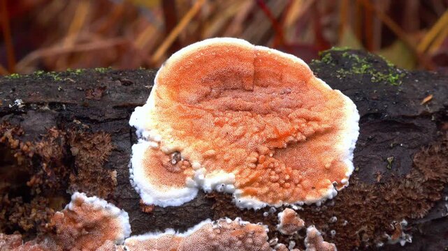 Wood-decaying fungi growing on rotting wood in a forest near Princeton, New Jersey