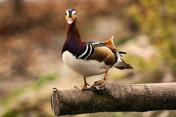 Samiec kaczka mandarynka © Pit75Wawa