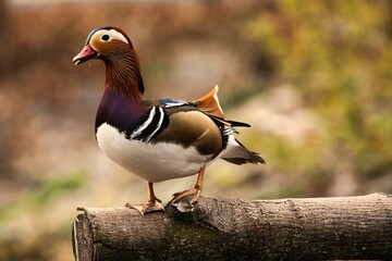 Samiec kaczka mandarynka © Pit75Wawa