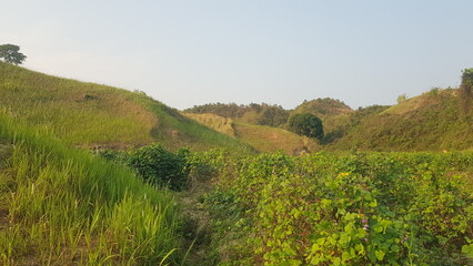 Obraz premium Lush green rolling hills, agricultural terraces, and vibrant vegetation under a clear sky, serene rural landscape, natural beauty, countryside vista