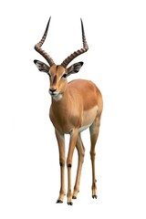 Fototapeta premium Male impala antelope with large spiraling horns standing on a white background animal wildlife