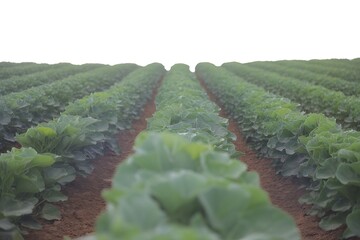 Fototapeta premium Lush green crop field with rows of plants on a sunny day