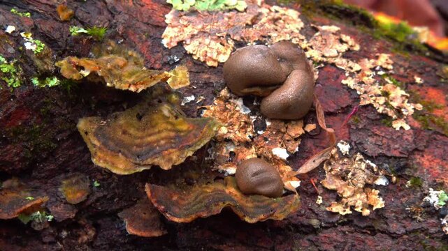 False earthball fungus Scleroderma citrinum growing on an old stump of a dead tree