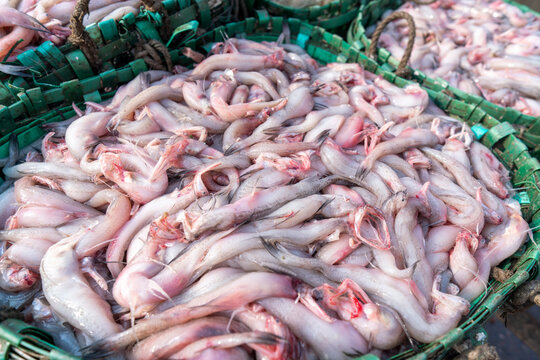 Loitta fish, also known as Bombay duck, is a popular type of fish, particularly in Bangladesh and West Bengal, India. Pile of fresh fish ready for sale. Basket of Freshly Caught Fish.