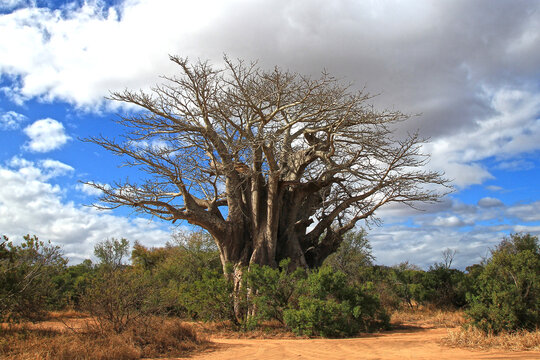 Majestic leafless baobab in the savannah of the Kruger Park on a cloudy July afternoon (South Africa).