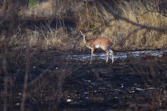 A steenbok antelope struggles to hide amidst the charred vegetation of the Kruger Park (South Africa).