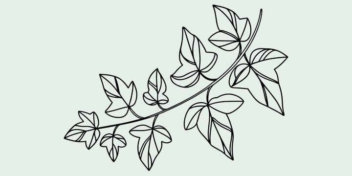 Minimalist line art illustration of an ivy branch with lobed leaves on a pale green background