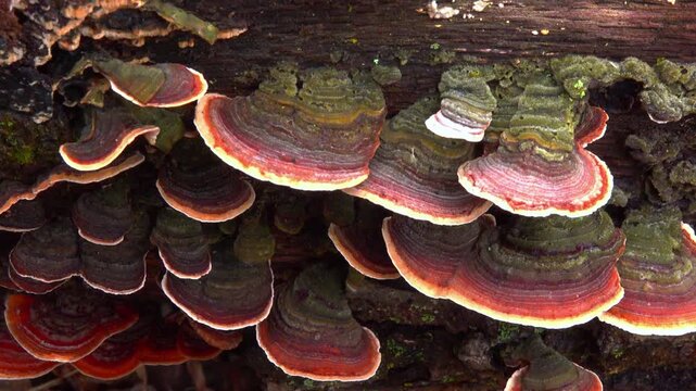 Bracket fungus Stereum ostrea (hairy curtain crust) growing on a decaying fallen tree trunk in a forest in the suburbs of Princeton, New Jersey, United States