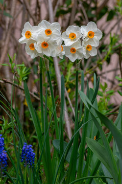 Narcissus tazetta paperwhite bunch flowered daffodil in bloom, early spring flowering white yellow plant