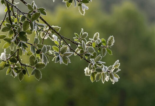 Ramas cubiertas de escarcha brillan bajo la luz tenue de la ma&ntilde;ana.