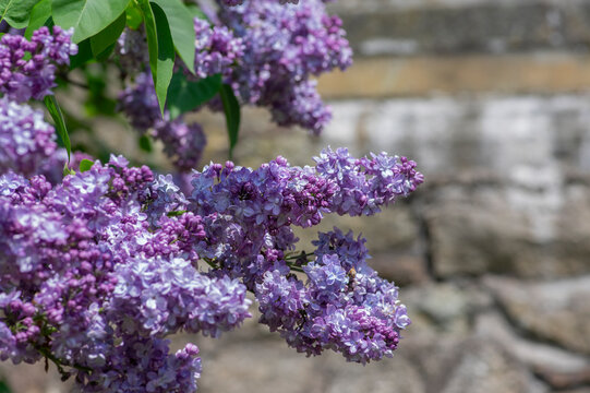 Syringa vulgaris violet purple flowering bush, groups of scented flowers on branches in bloom, common wild lilac tree