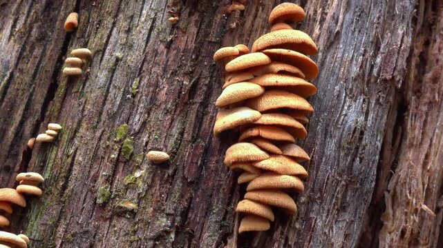 Fruiting bodies of the fungus Phyllotopsis nidulans, also known as the &ldquo;orange oyster,&rdquo;