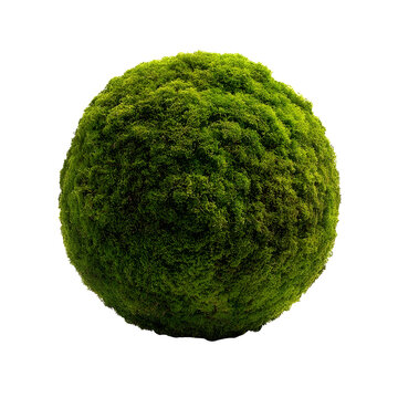 Mossy Orb A closeup shot of a spherical orb covered in vibrant green moss showcasing the texture and natural beauty of this unique plant formon white ba