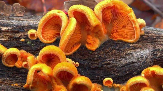 Fruiting bodies of the fungus Phyllotopsis nidulans, also known as the &ldquo;orange oyster,&rdquo;
