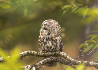 Puszczyk © arek0michalak