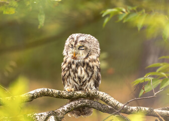 Puszczyk © arek0michalak