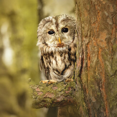 Puszczyk © arek0michalak