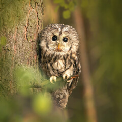 Puszczyk © arek0michalak