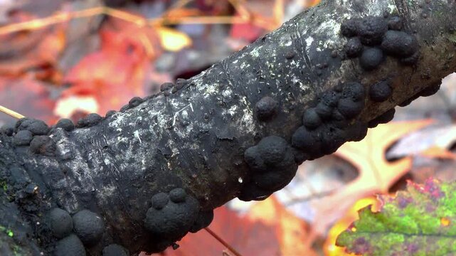 Fungi of the genus Hypoxylon, likely Jackrogersella multiformis (Hypoxylon multiforme or Annulohypoxylon multiforme)