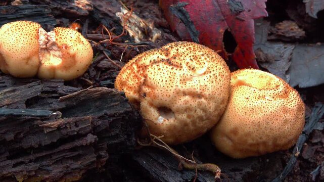 False earthball fungus Scleroderma citrinum growing on an old stump of a dead tree in a forest in the suburbs of Princeton, New Jersey, United States