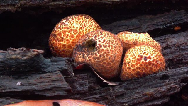 False earthball fungus Scleroderma citrinum growing on an old stump of a dead tree in a forest in the suburbs of Princeton, New Jersey, United States