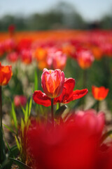 Obraz premium Summer Cracked Background with Blurred Tulip Field