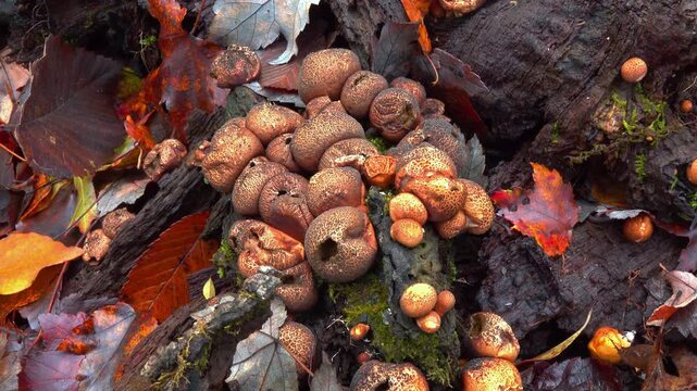 False earthball fungus Scleroderma citrinum growing on an old stump of a dead tree in a forest in the suburbs of Princeton, New Jersey, United States