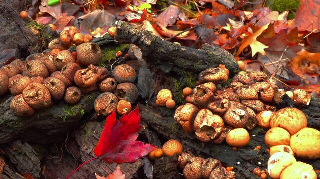 False earthball fungus Scleroderma citrinum growing on an old stump of a dead tree in a forest in the suburbs of Princeton, New Jersey, United States