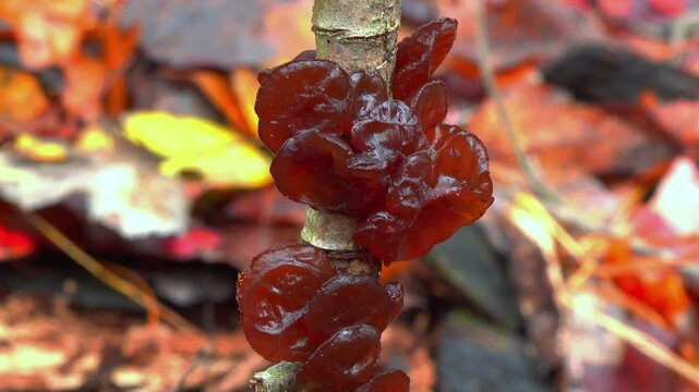 Woody fungus known as exidia recisa (Exidia recisa), also called amber jelly, growing on the trunk of a dead tree in a forest in the suburbs of Princeton, New Jersey, USA
