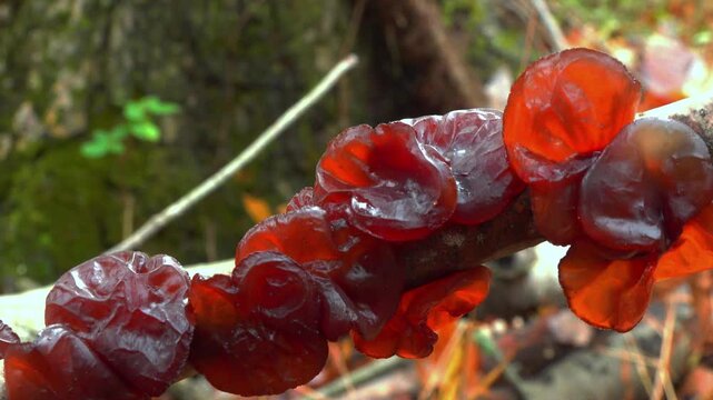 Woody fungus known as exidia recisa (Exidia recisa), also called amber jelly, growing on the trunk of a dead tree in a forest in the suburbs of Princeton, New Jersey, USA