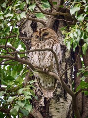 Sowa - puszczyk zwyczajny (Strix aluco), Tawny Owl © filozofgrecki