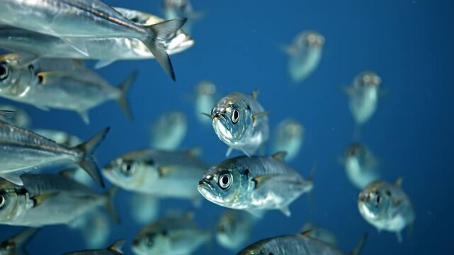 A vibrant school of shimmering silver fish gracefully navigates the clear blue depths of the ocean, creating a dynamic display of marine life in their natural underwater habitat