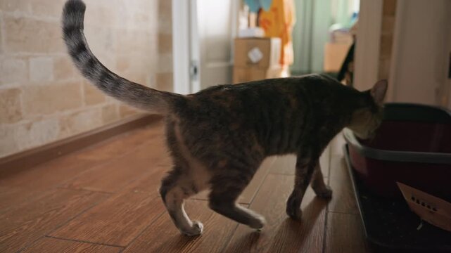 Tabby cat walking wooden hallway tail high and alert slow graceful stride past doorway and sunlight patches curious exploration of home interior calm domestic atmosphere textured floorboards