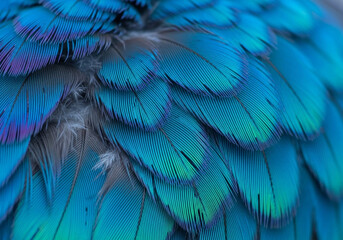 Obraz premium Vibrant blue and green bird feathers with iridescent sheen close up macro shot with soft lighting