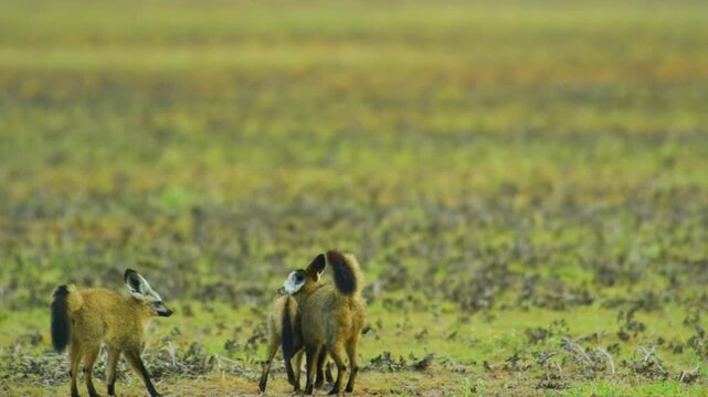 Three Two bat-eared fox (Otocyon megalotis)&Acirc;&nbsp;playing with each other in Central Kalahari Game Reserve of Botswana of southern Africa.