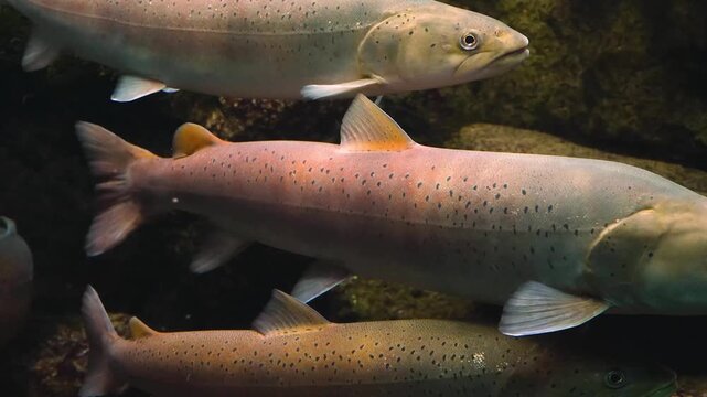 Close up of large trouts  floating beside each other in the river tide, underwater.
