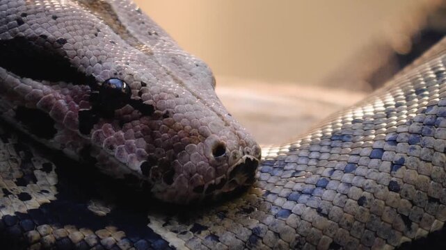 Very close up of python or boa constrictor snake head  slowly crawling around on a cloudy day with the tongue coming out. 
