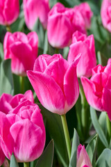 Obraz premium tulip Memphis;, pink petals with white