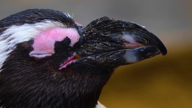 Close up head of a jackass or Humboldt penguin head in south Africa standing and watching around.