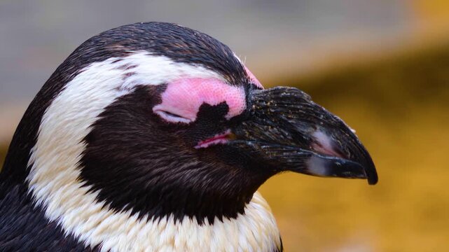 Close up head of a jackass or Humboldt penguin head in south Africa standing and watching around.