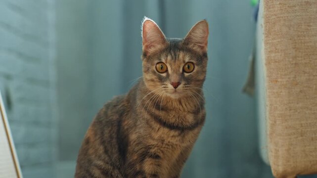 Cat watches attentively. Focused cat with alert expression. Inside setting captures attentive feline gaze. Closeup shot shows watchful tabby cat concentrating on nearby movement with alert ears