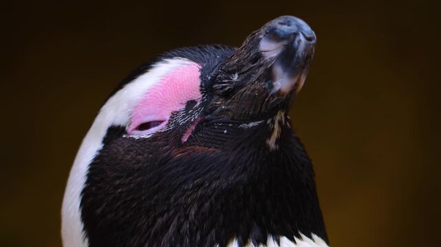 Close up head of a jackass or Humboldt penguin head in south Africa standing and watching around.