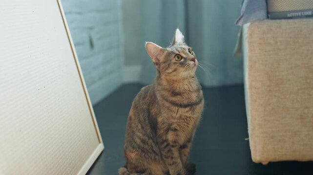 Tabby cat sitting by sofa, staring upward as small feather lands on head, soft natural light, textured scratching post beside cat, calm attentive expression, warm film grain, intimate domestic moment