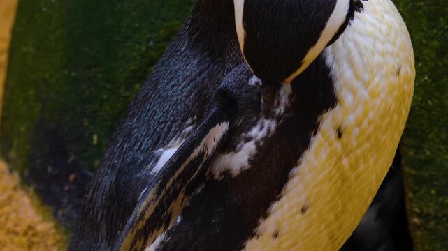 Close up head of a jackass or Humboldt penguin head in south Africa standing and grooming.