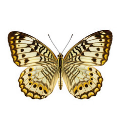 Naklejka premium Beautiful butterfly with open wings on white