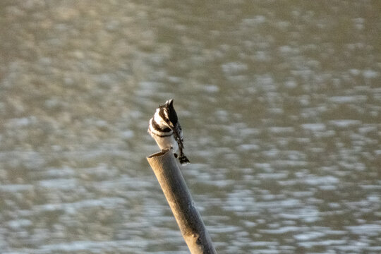 bird on the pier