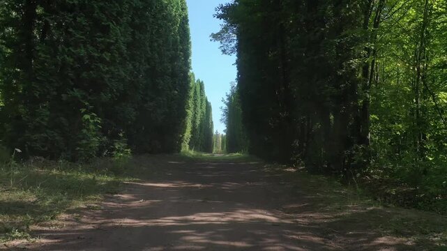 A slow, steady forward movement along a narrow dirt path flanked by two perfectly symmetrical rows of incredibly tall, slender green cypress trees on a bright sunny day.

