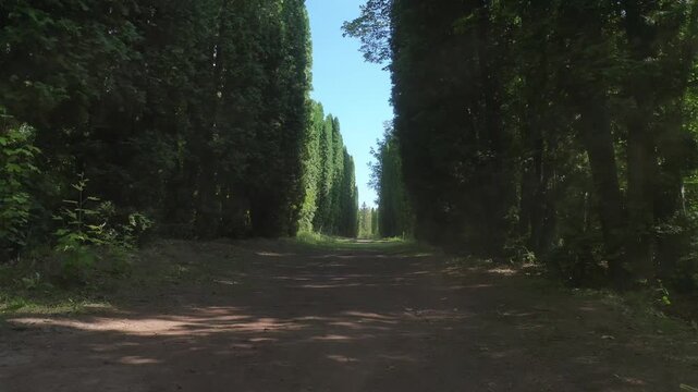 A slow, steady forward movement along a narrow dirt path flanked by two perfectly symmetrical rows of incredibly tall, slender green cypress trees on a bright sunny day.

